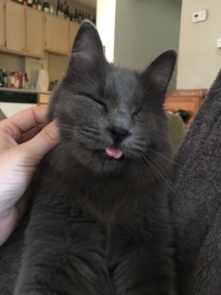 meowkey daily ₍^. .^₎⟆ tweet media