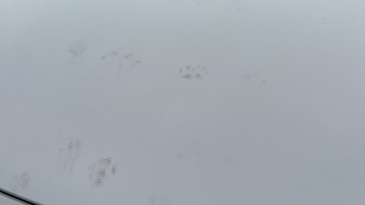 only__ric's tweet photo. 귀엽게 더러워진 차를 보던 그 때의 마음으로 다음 주를 맞이하기. (🐾) https://t.co/Qq7DZP3TsK