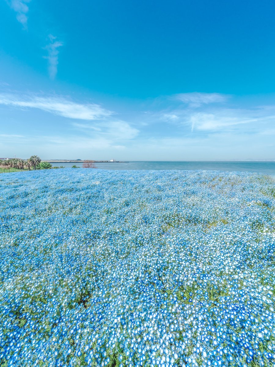 めかぶ tweet media