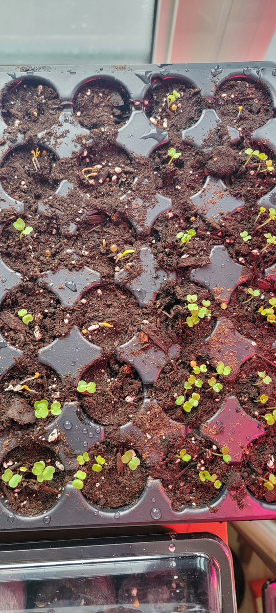 Dr Heather Hughson 🇺🇦 tweet media