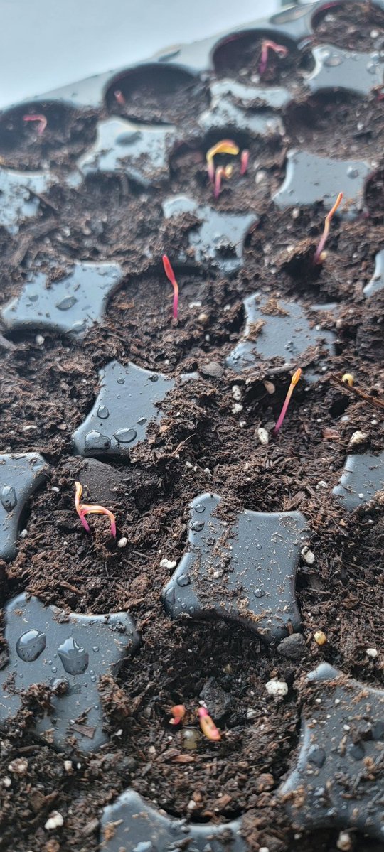 Dr Heather Hughson 🇺🇦 tweet media