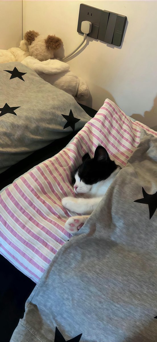 Bread case tweet media