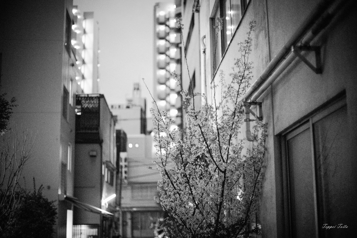 teppei_t_photo's tweet photo. TOKYO 260315
★今日の良かったこと★
写真もカメラも楽しい!
#うつ病でも撮る #社会不安障害でも撮る #吃音でも撮る #うつ病 #社会不安障害 #吃音 #dépression #depressionhelp #stuttering #anxietyrelief #tokyo https://t.co/BycS1Ql2oK