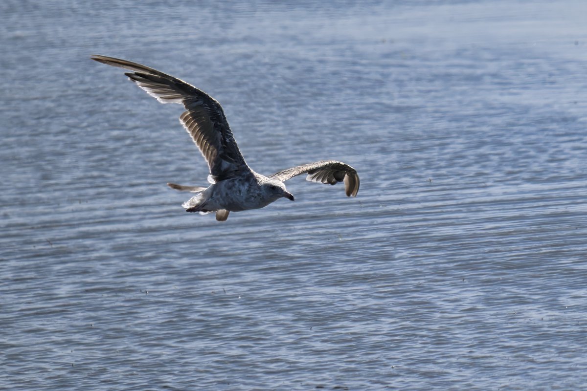 Mark Johnsen tweet media