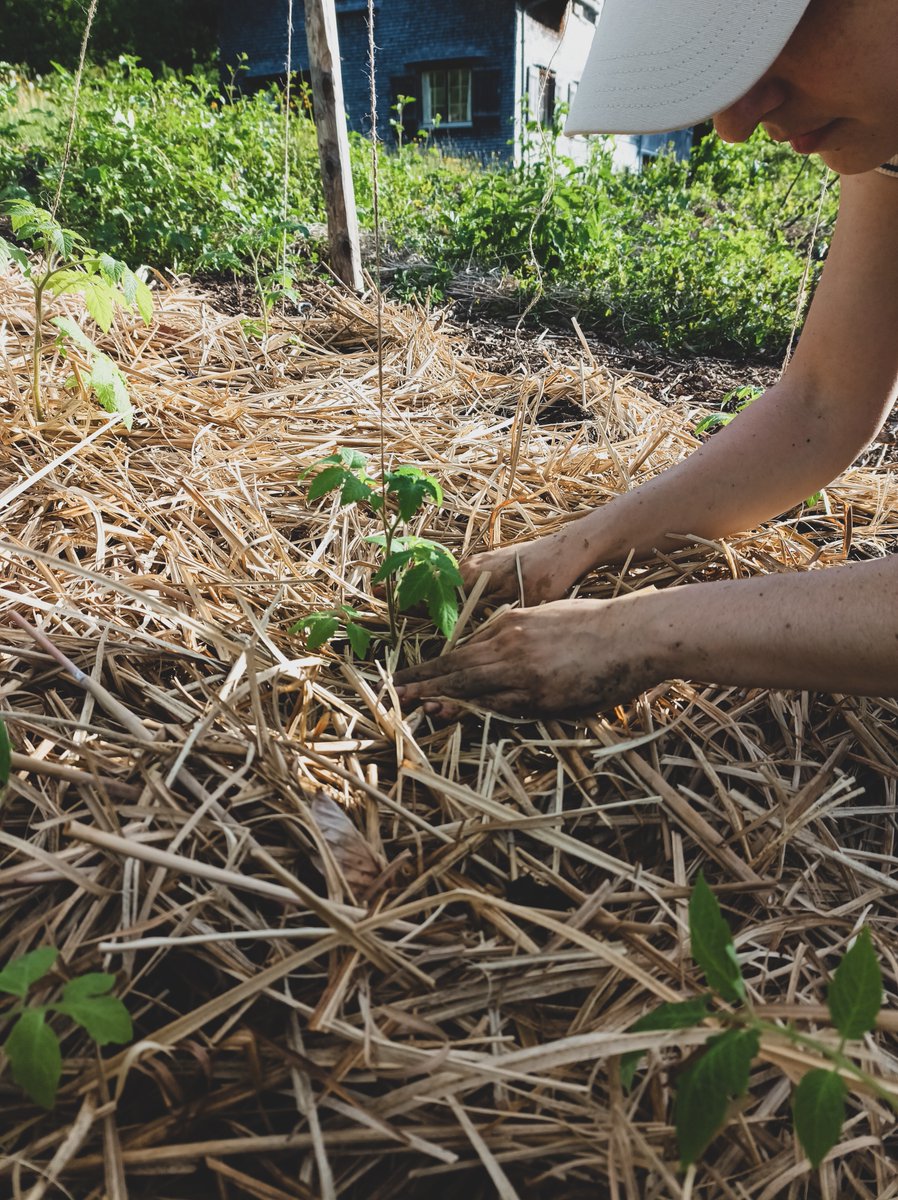 Permaculture Paths tweet media