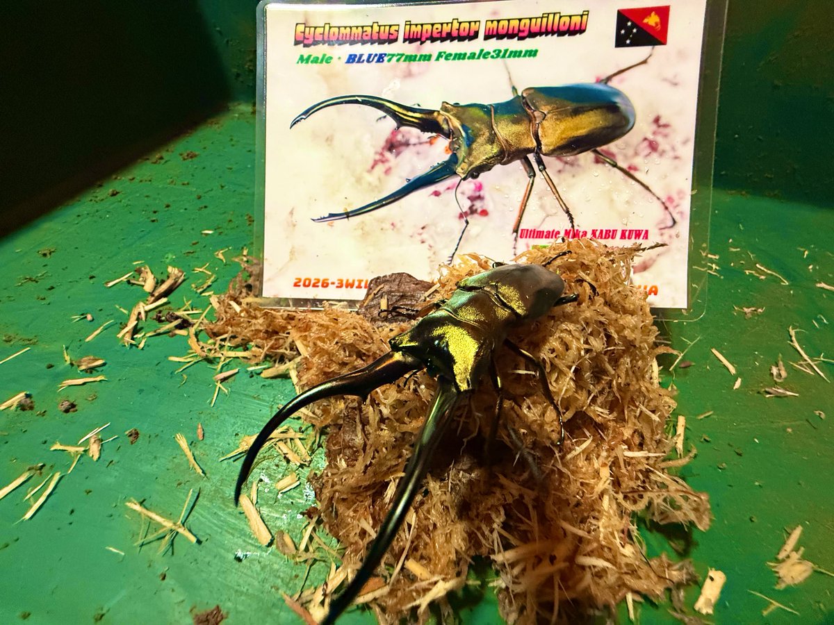 クワ猿 tweet media