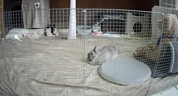 見守りカメラ復活！！
網が邪魔なのでカメラの位置を見直したい