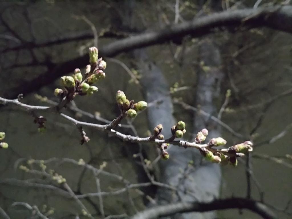 toseibito's tweet photo. 2026/03/15を生きる

#キリトリセカイ
#ファインダー越しの私の世界
#写真好きな人と繋がりたい
#自律神経失調症
#パニック障害
#暴露療法
#イマソラ
#空
#雲
#lifeisrhythm
#dayinthelife
#photooftheday https://t.co/N4kWkfQ864