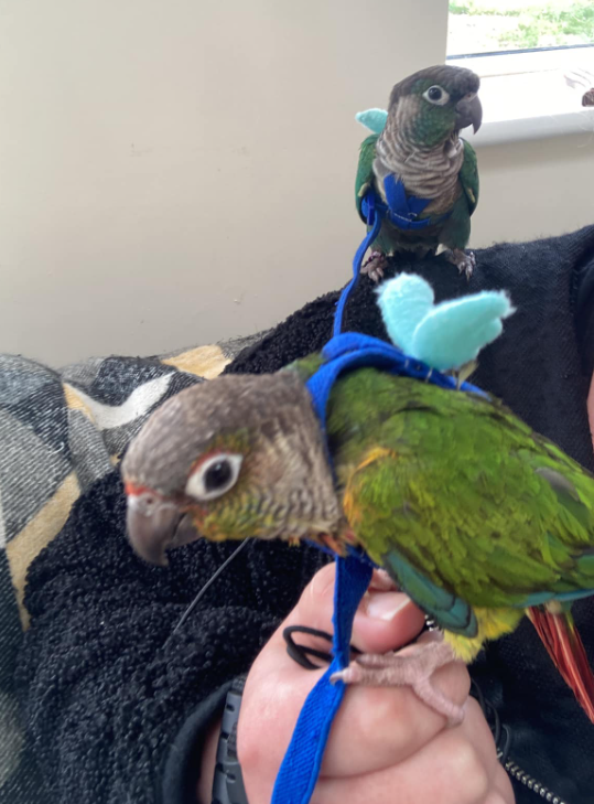 NorthernParrots's tweet photo. Don't forget to share and tag us in your posts of your Parrots enjoying their Northern Parrots goodies!
#tagus https://t.co/2iLGc2pEcS