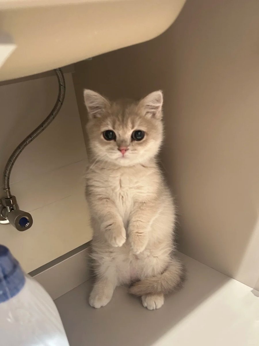 cutest cats tweet media