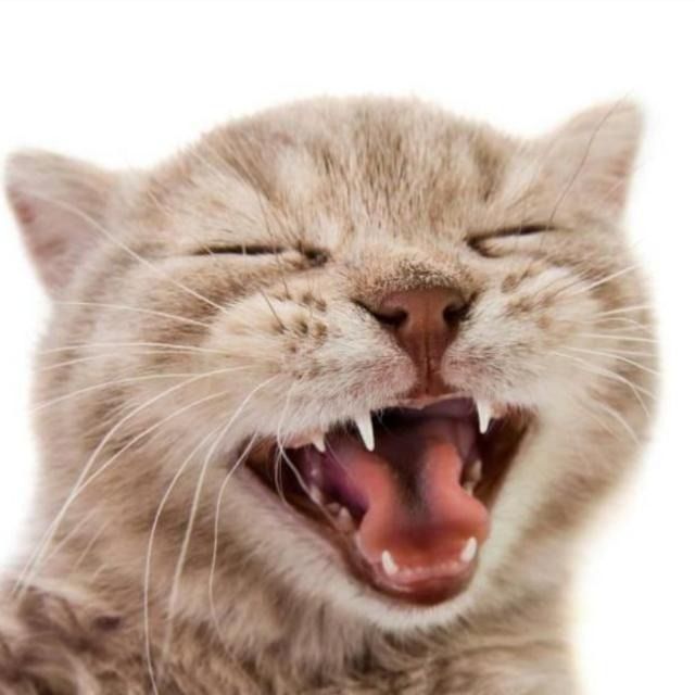 meowkey daily ₍^. .^₎⟆ tweet media