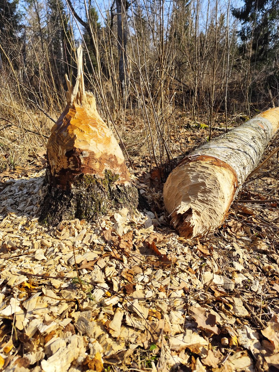 Joonas Okas tweet media