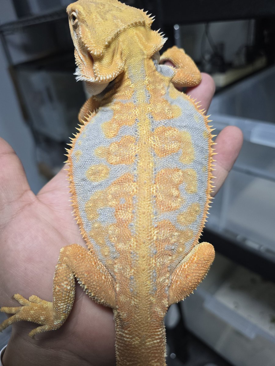 MYCふぁーむ（ISAMU） tweet media