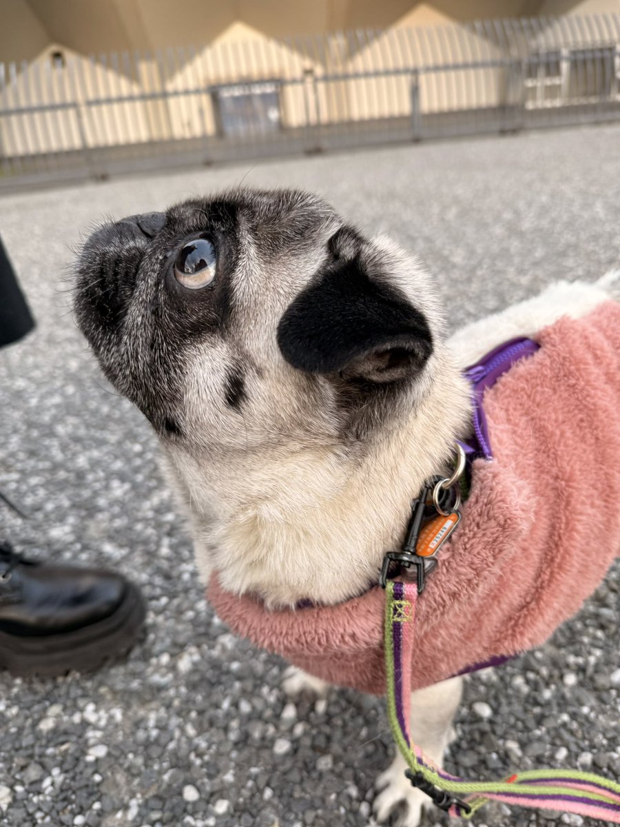 茂木欣一 tweet media