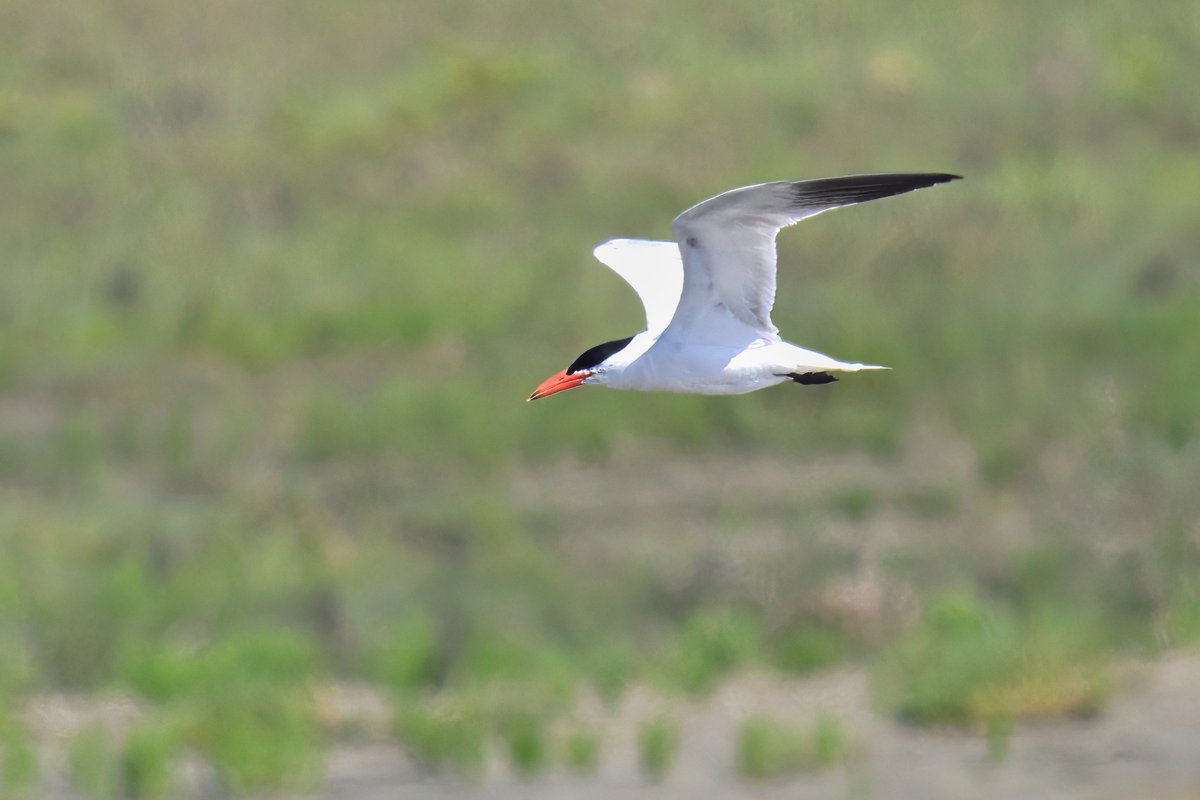 Mark Johnsen tweet media