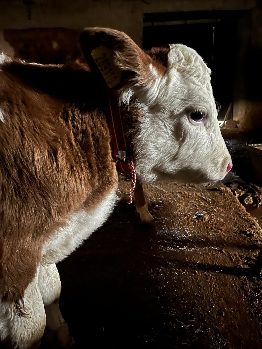 Marteniçkalar takıldı mı kızlar