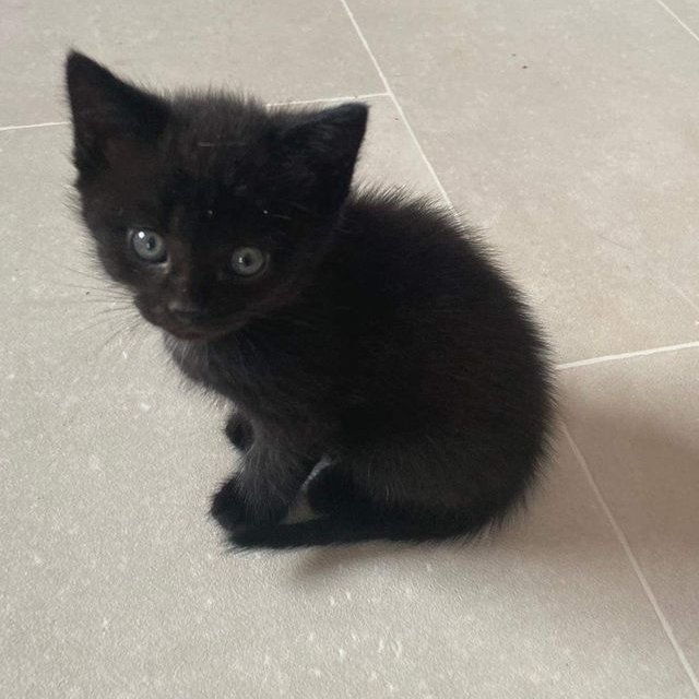 meowkey daily ₍^. .^₎⟆ tweet media