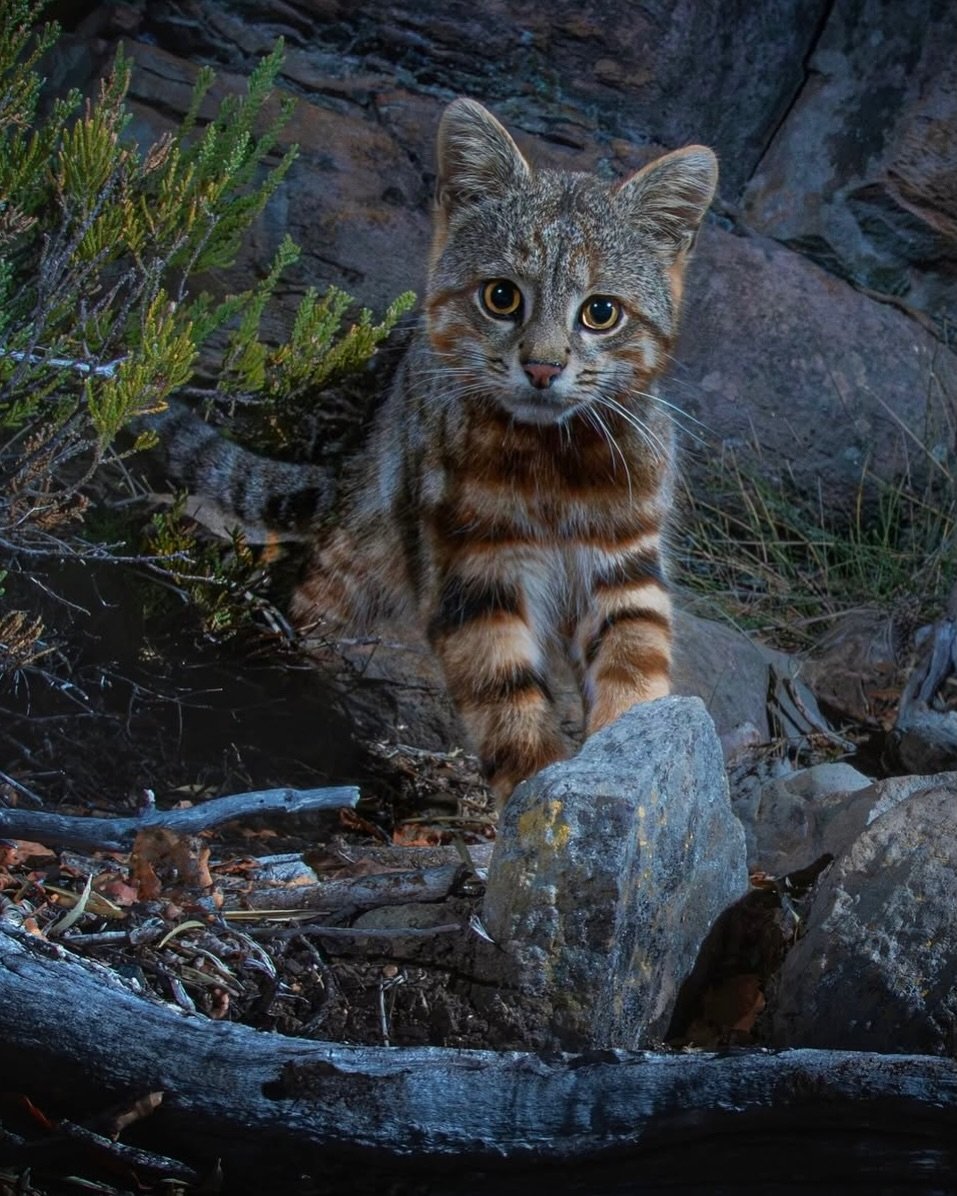 We don't deserve cats 😺 tweet media