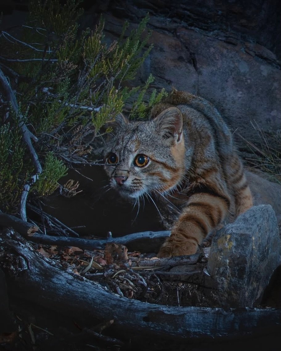 We don't deserve cats 😺 tweet media