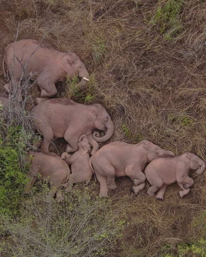 “Drone footage from India shows a family of elephants resting peacefully.”