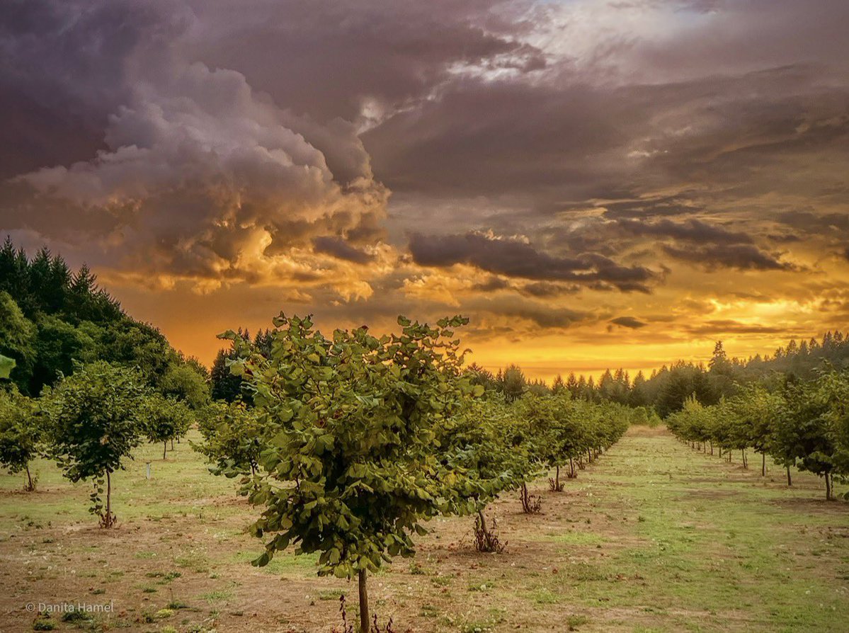 Danita Hamel tweet media