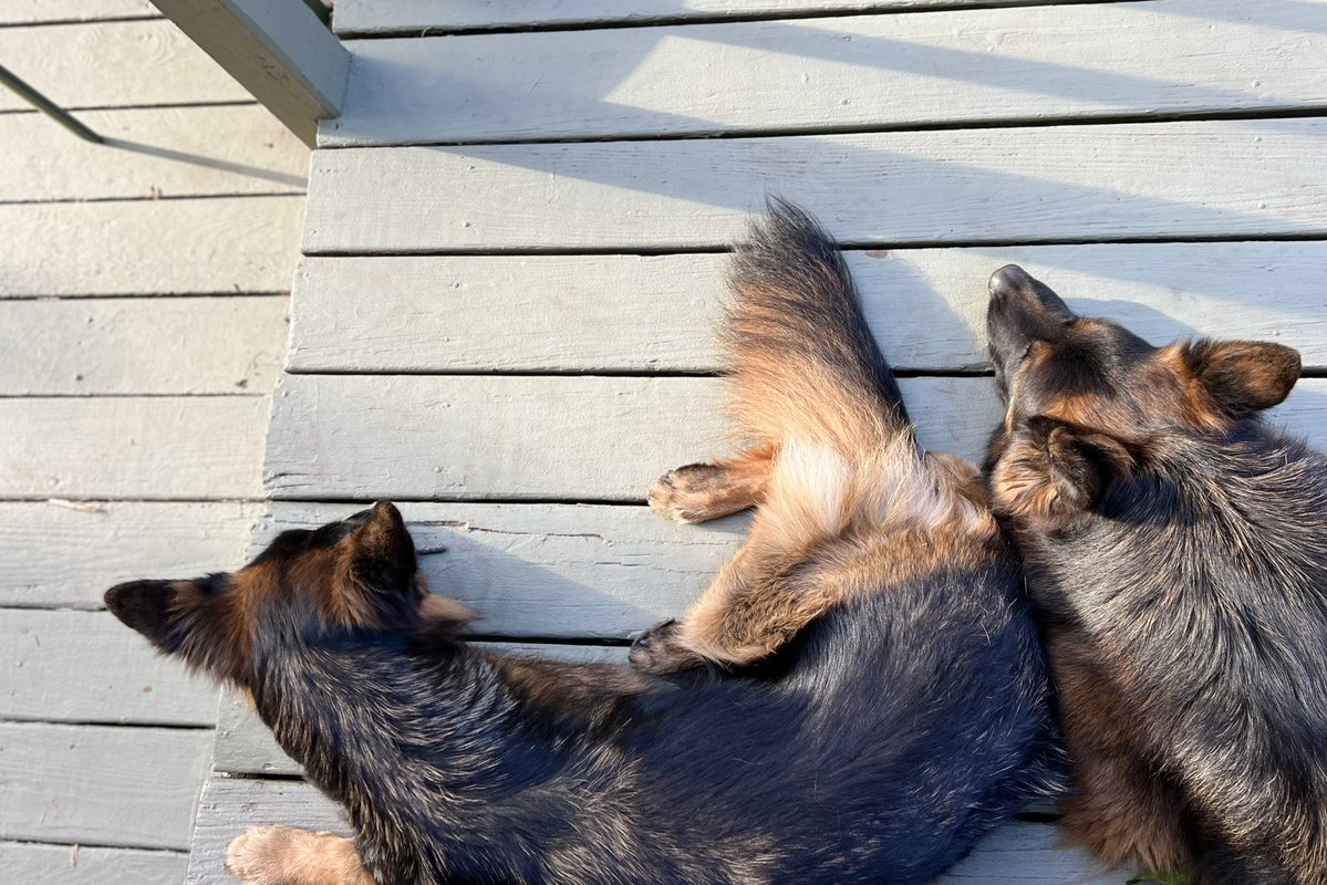 just jane tweet media