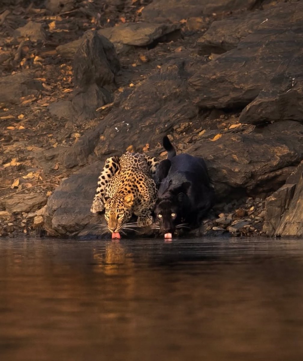 WIZZ🥷 ( beware scammers ) tweet media