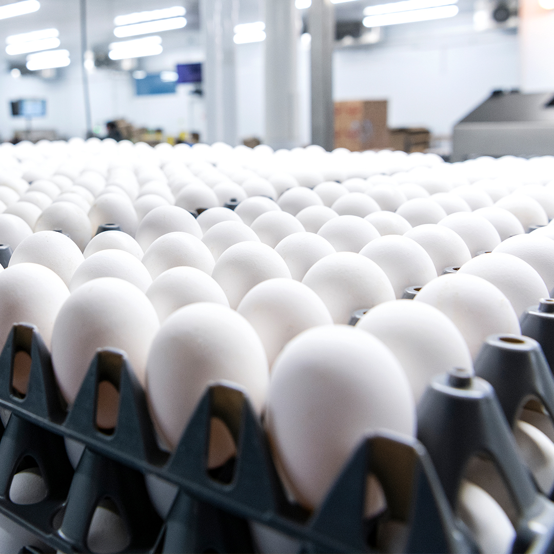 Egg Farmers tweet media