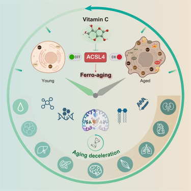 Dr Steven Quay tweet media