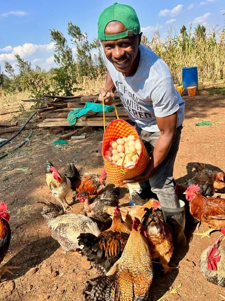 Fredmunene_'s tweet photo. Cash flow runs a farm. Not the size of your investment.

Am pretty sure you have seen Many people on the comments section ask me whether I farm everything.

They see goats, chickens, vegetables and wonder why I farm everything . 

They  miss the main point which i will teach you today.

As and and experience farmer I follow one principle. The principle of Cash flow is king.

A farm fails when money stops moving. Workers need pay. Feed needs purchase . Inputs need to be purchased. A farm without steady cash forces you to remove money from your pocket.

That why I run three key ventures.

-Goats.
-Chickens.
-Vegetables.

Each one serves a different cash cycle.

Goats.
My Long term investment.

-Gestation period around 5 months
-Kid growth takes time
-Real profit often after 12 months or more

A farmer who keeps goats alone faces one problem. The farm consumes money for many months before profit arrives.

Chickens.
My Medium term investment.

-Layers start laying around 18 to 20 weeks
-Broilers sell after 5 to 7 weeks
-Cash starts entering the farm after a few months

A chicken farm improves cash flow. Yet feed costs remain high before the first sales.

Vegetables.
My Short term investment.

-Many vegetables mature in 30 to 60 days
-Sales start quickly
-Cash returns faster

Vegetables solve the daily farm cash pressure.

Now look at the system together.

Vegetables bring short cycle cash.
Chickens bring mid cycle cash.
Goats bring long term wealth.

your farm will receive money weekly, monthly, and yearly.

Feed, labour, and farm operations will receive support from farm income instead of your pocket.

Simple principle.

Strong farms depend on cash flow, not large investment.

Many farmers chase big projects. Few farmers build cash movement.

Study your farm like a business. Build ventures with different cash cycles.

Your farm will stays alive because money keeps moving.

#LetsGrowTogether