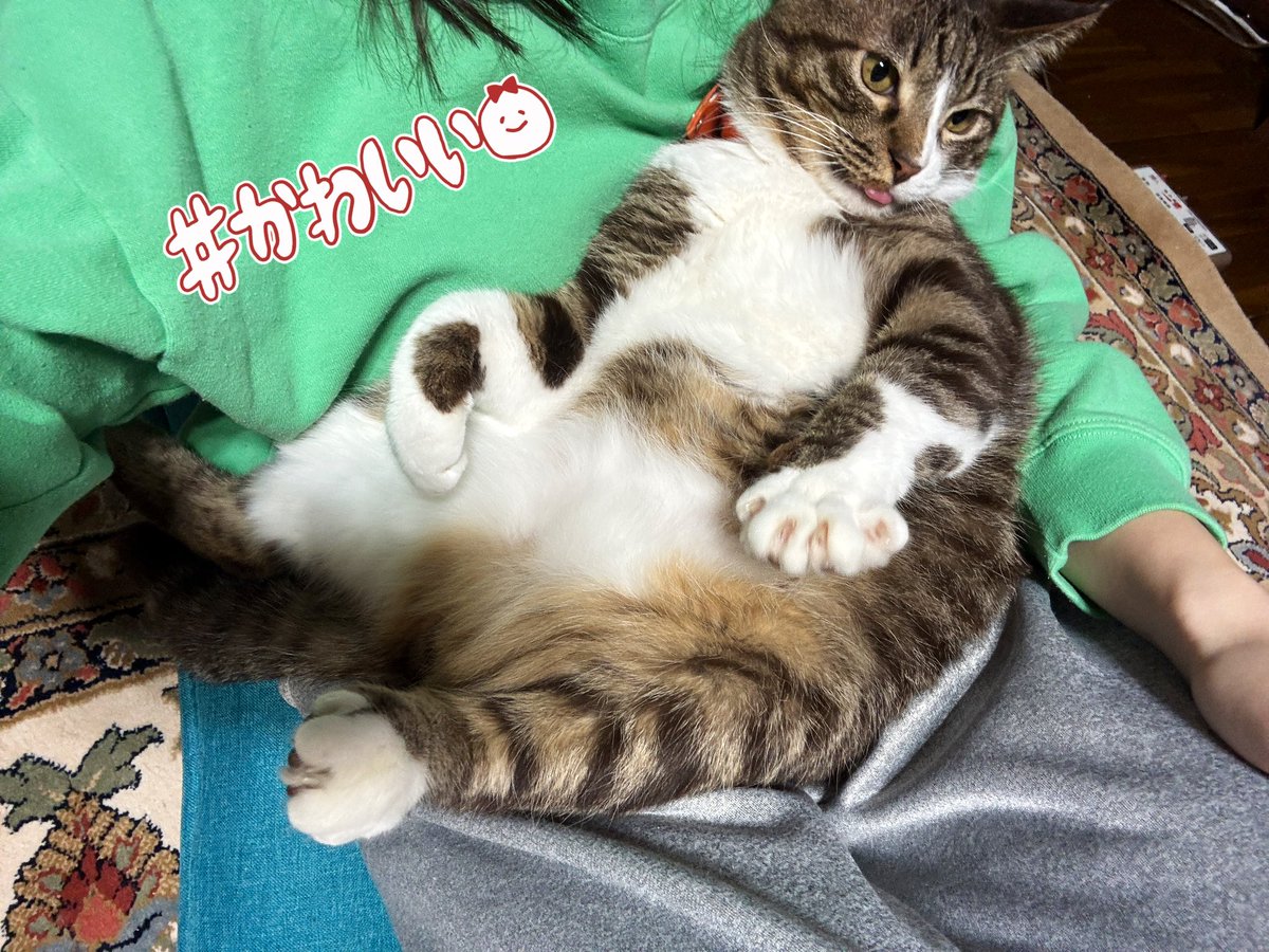 Post by あいるん🦦あにまるず on X: 甘えポン🐈💓