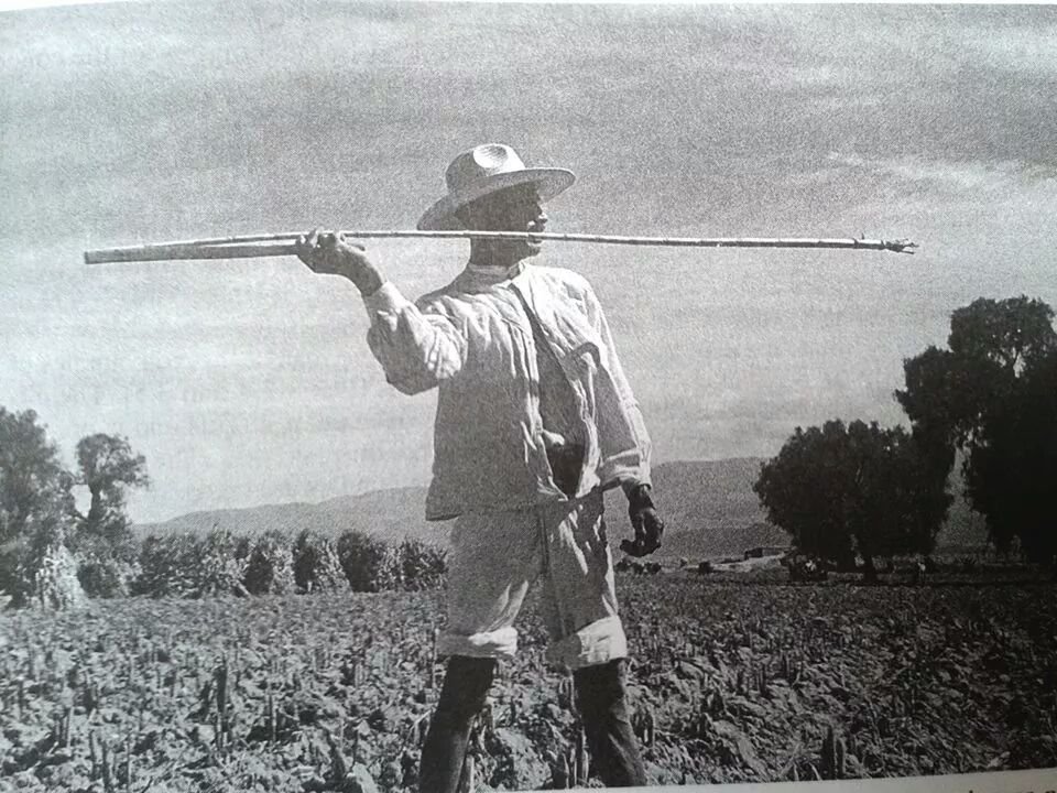 Lycaon ࿓ tweet media