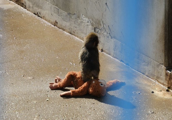 haru (punch/acc) tweet media