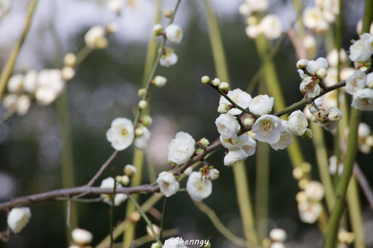 rosy_4sonata's tweet photo. 春日的菜的花与树的花

是在家里和回家时经过的城市里拍的。南方的春花肆意生长之后，北方的天气也逐渐转晴了

到了鼻炎的季节了 https://t.co/OfRAUJPWRg