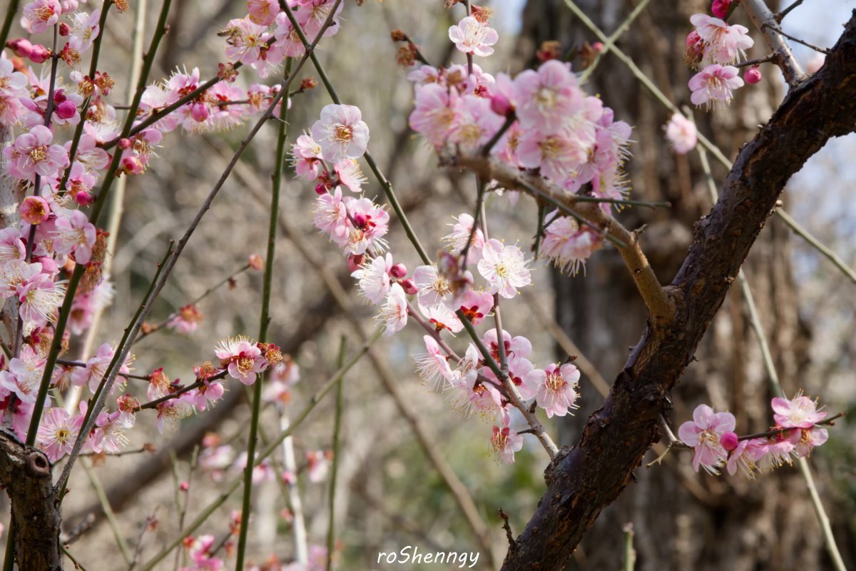 rosy_4sonata's tweet photo. 春日的菜的花与树的花

是在家里和回家时经过的城市里拍的。南方的春花肆意生长之后，北方的天气也逐渐转晴了

到了鼻炎的季节了 https://t.co/OfRAUJPWRg