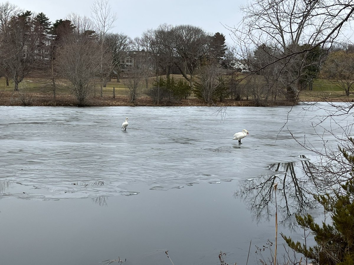 MarcHurBoston's tweet photo. Another 5 miles today, and great company, great scenery, and great weather. #FreshPond https://t.co/lUG5O58NcK