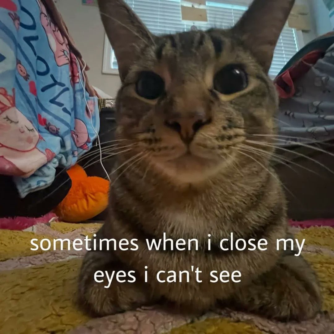 kindred 🌙 tweet media