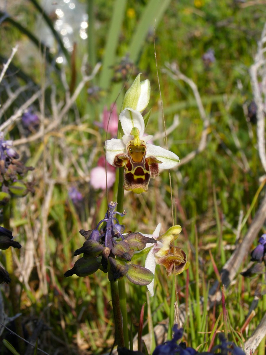 Panayiotis G Dimitrakopoulos tweet media