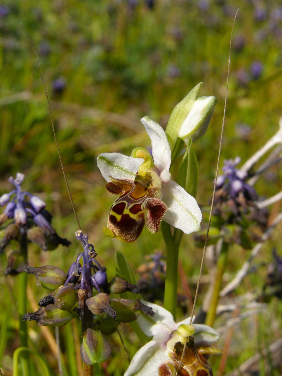 Panayiotis G Dimitrakopoulos tweet media