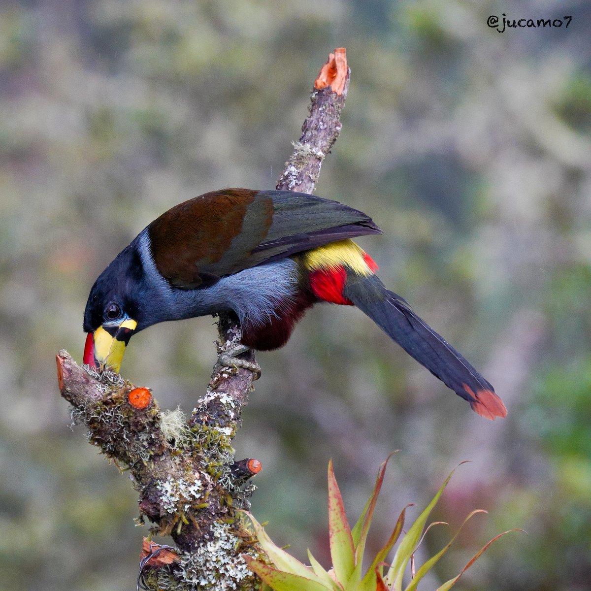 Juan C Montenegro A tweet media