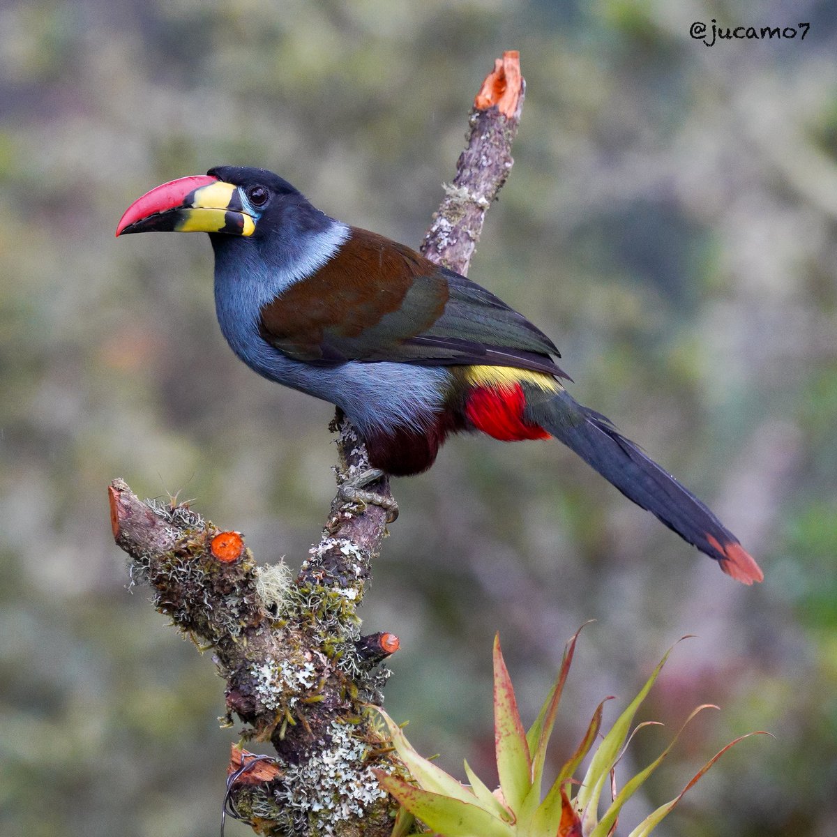 Juan C Montenegro A tweet media