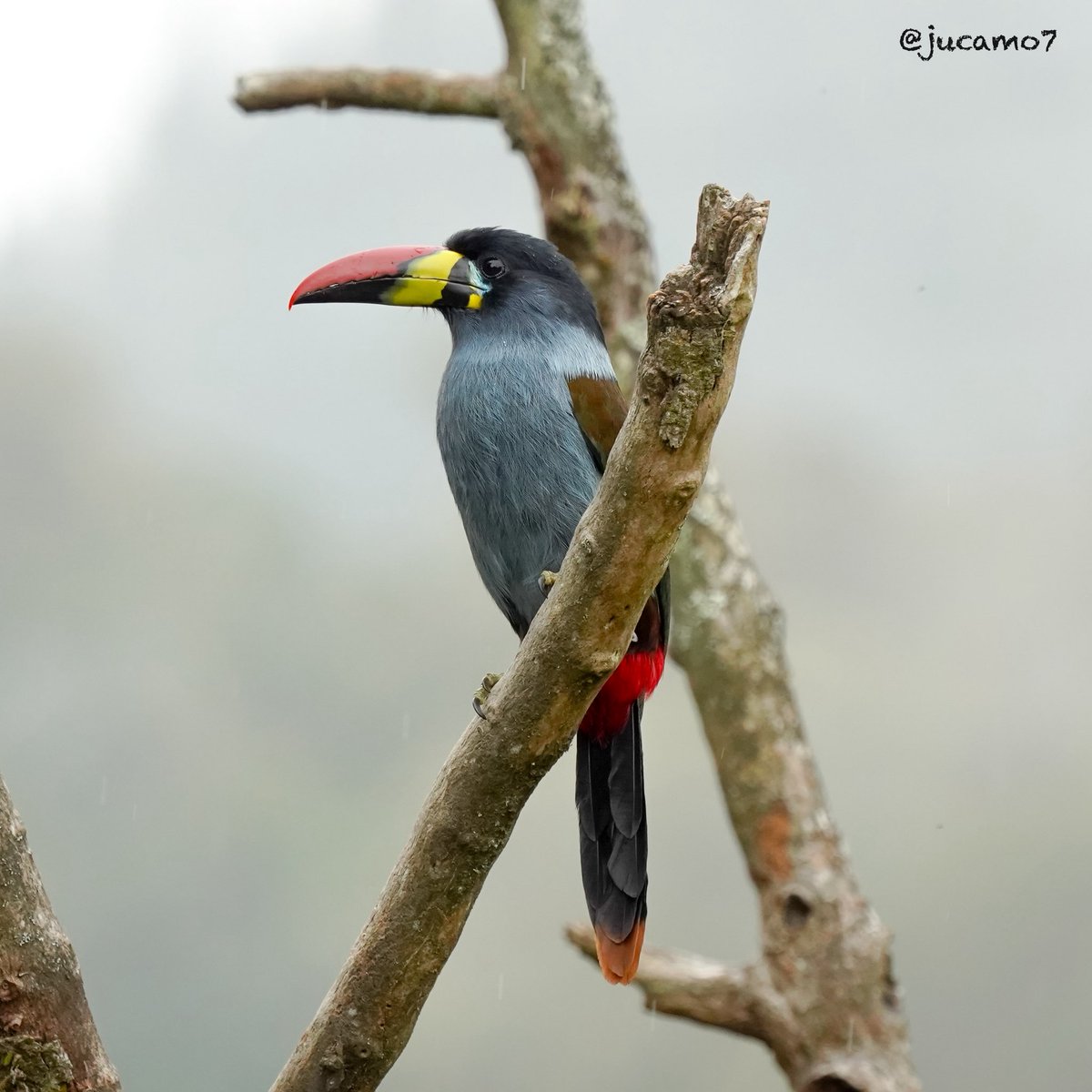 Juan C Montenegro A tweet media