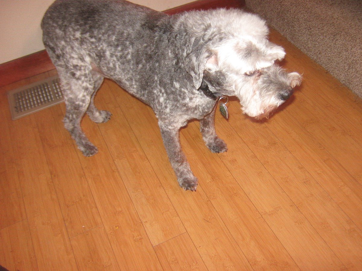 SHIRLEY LOST HER SHIT tweet media