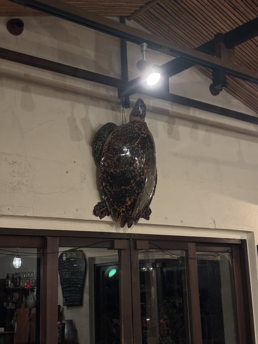 dan yokota tweet media