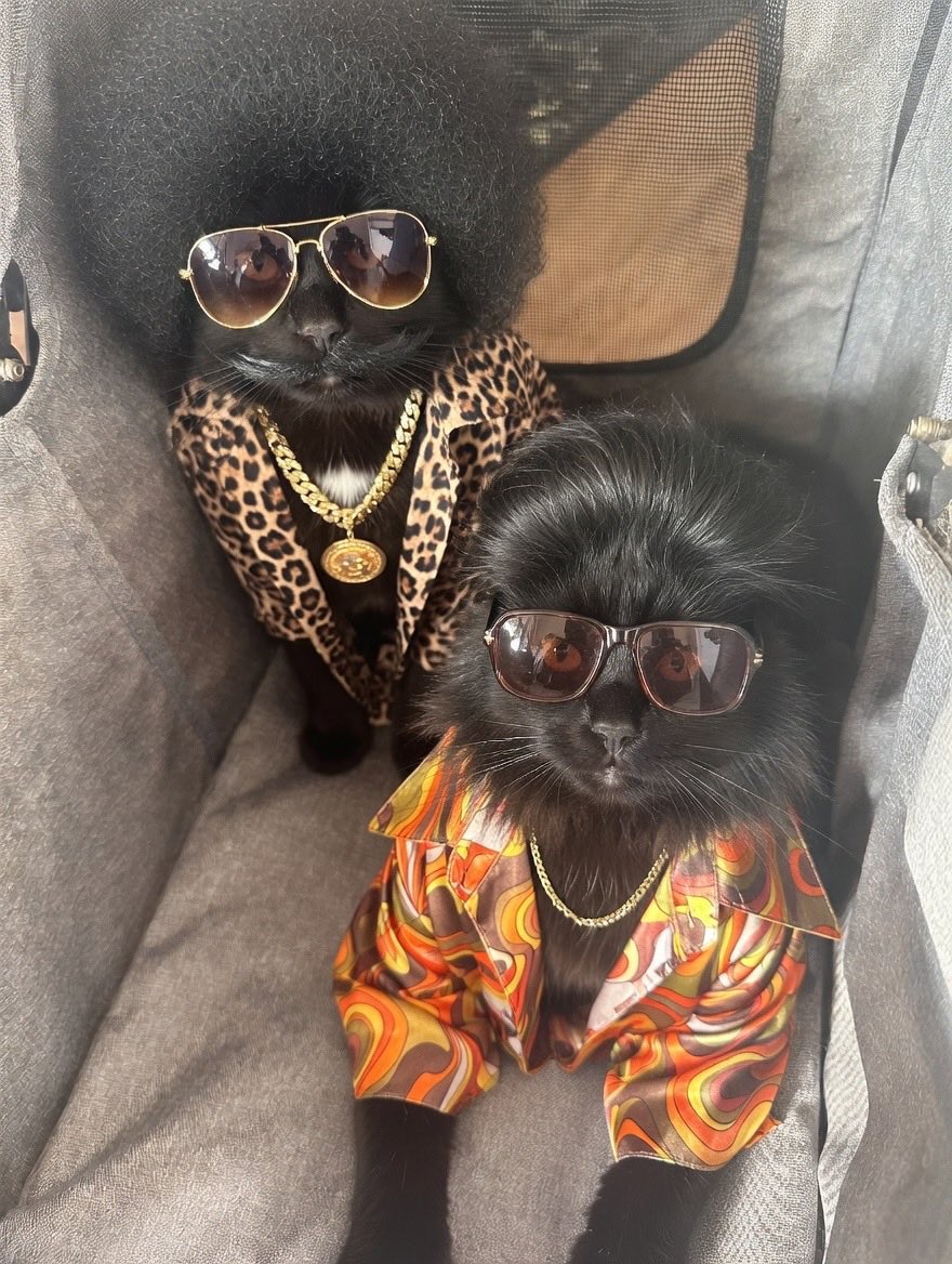 ButchSundanceUK's tweet photo. We decided to go back in time to the 70’s for #FundaySunday it’s been a groovy trip. What have you been up to fur pals? #ButchAndSundance #KittensOfX #KittensOfTwitter #KittyTwitter #Hedgewatch https://t.co/XmtHIQ1RLm