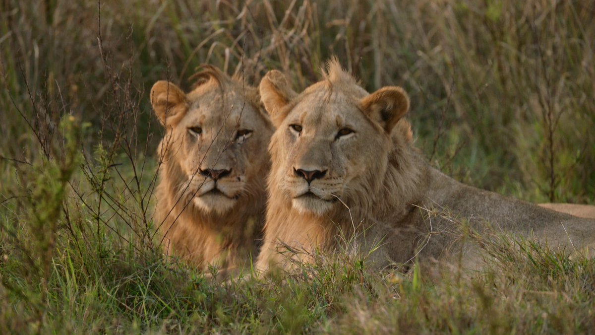 Dan Cabela tweet media