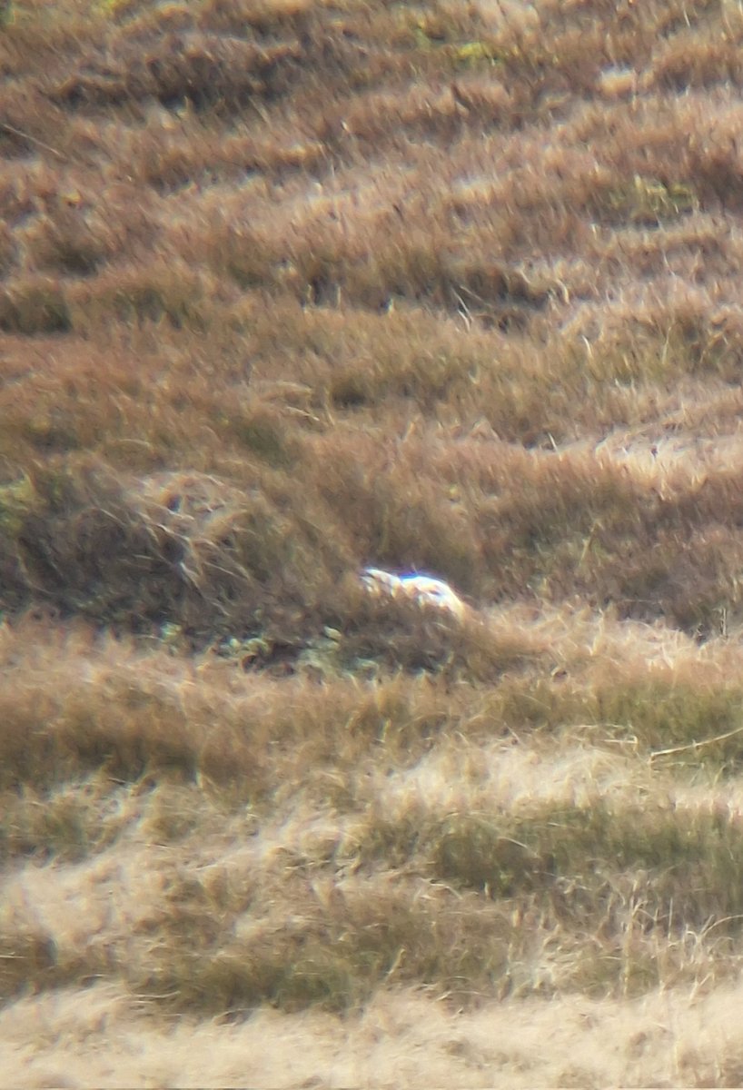 Natural Derbyshire Tours tweet media