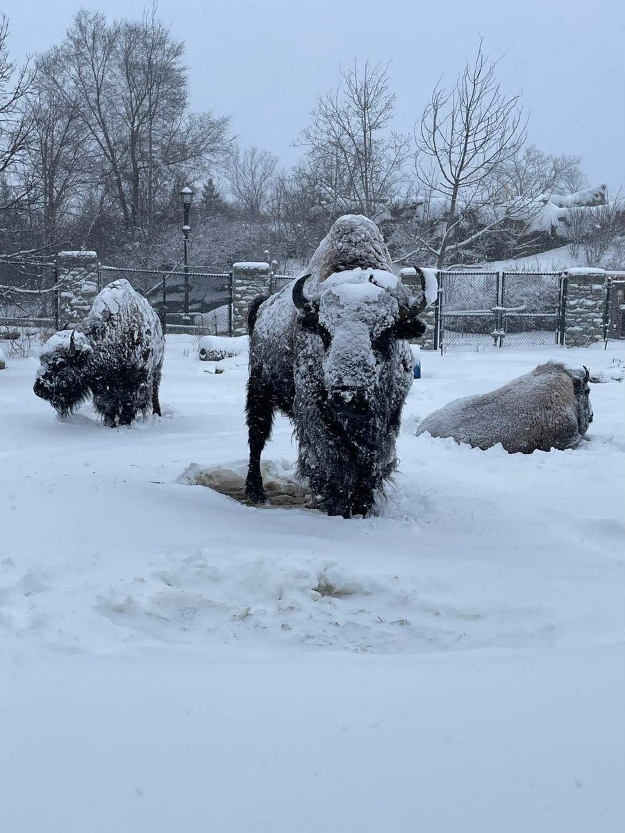 Como Zoo tweet media