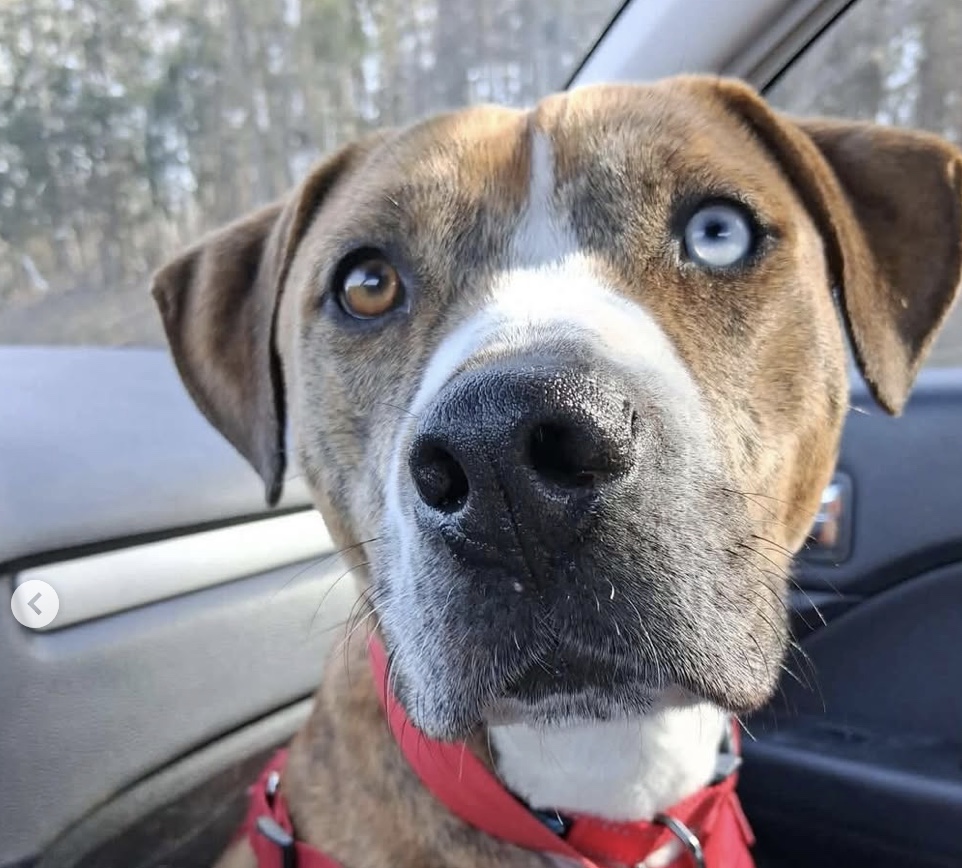 Pilots N Paws tweet media