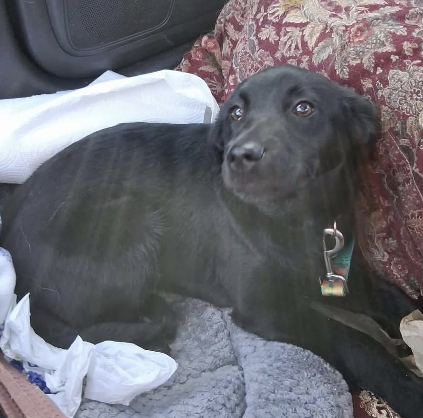 Pilots N Paws tweet media